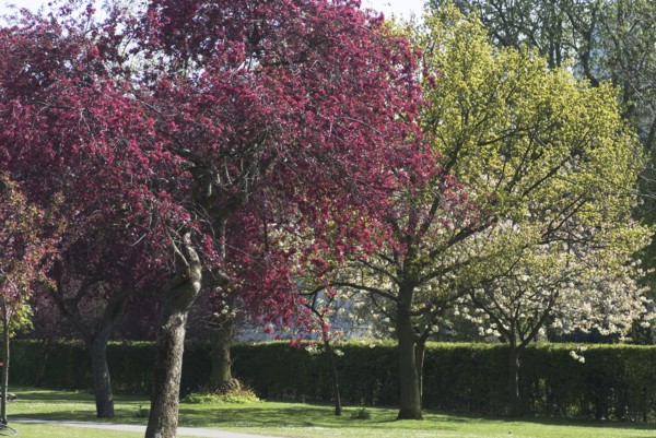 Regent's Park - Spring blossoming trees in Regent's Park, London