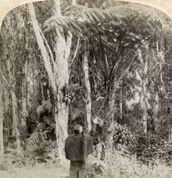 'Tropical scene in the Heart of the Hawaiian Island',1896