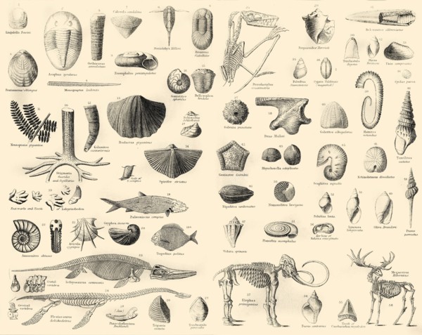 'Palaeontology', c1910
