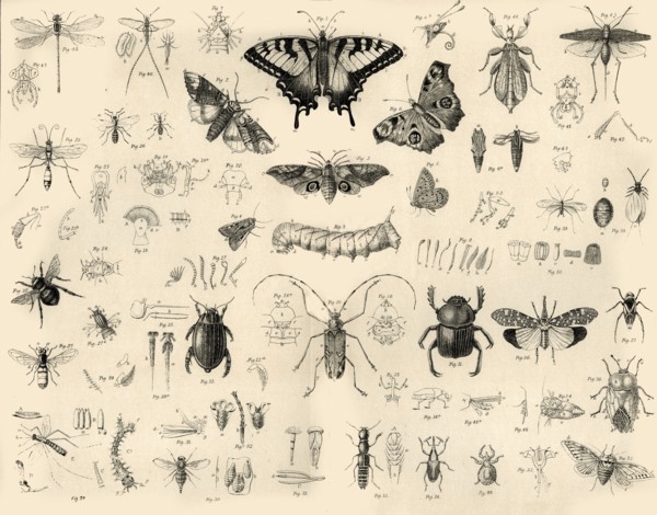 'Insects', c1910