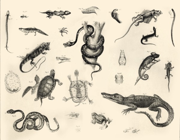 'Reptiles', c1910