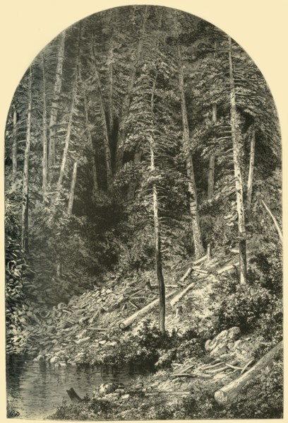 'Pine Forest on West Branch of the Susquehanna', 1874.  Creator: Unknown.