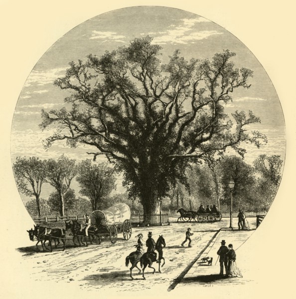 'Washington Elm, Cambridge', 1874.  Creator: John J. Harley.