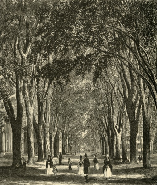 'The New-Haven Elms', 1874. Creator: Henry Duff Linton.
