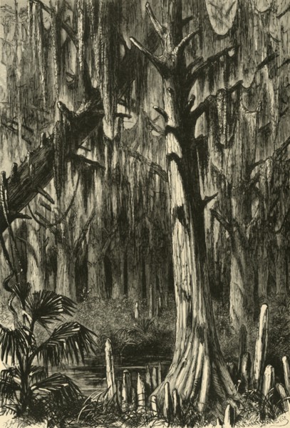 'Cypress-Swamp', 1872.  Creator: J. G. Smithwick.