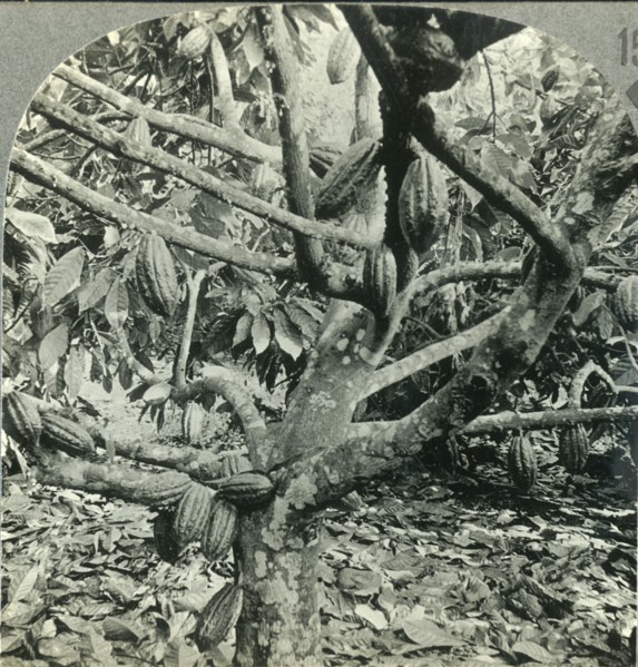 'The Eccentric Growth of Cocoa Pods, Dominica, British West Indies', c1930s. Creator: Unknown.