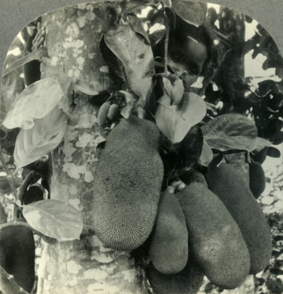 'Tropical Fruit as it Grows on the Island of Java', c1930s. Creator: Unknown.