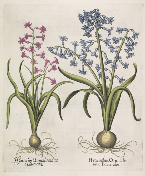 Hyacinthus orientalis , 1613. Creator: Besler, Basilius (1561-1629).