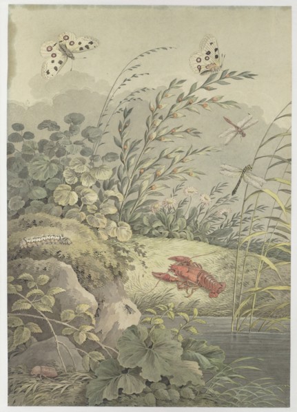 Piece of water with crab, butterflies, dragonflies and sea-buckthorn, c. 1800. Creator: Zingg, Adrian (1734-1816).