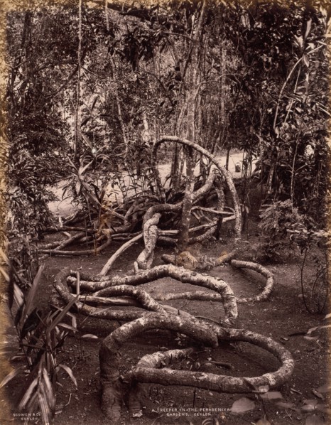 A Creeper in the Peradeniya Gardens, Ceylon, c. 1880. Creator: Scowen & Co. (British, active Ceylon, 1876-1895).