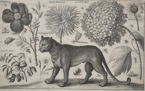 Animals and Plants: Leopard with Plants and Insects, 1662. Creator: Wenceslaus Hollar (Bohemian, 1607-1677).
