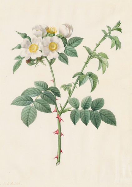 Brier Bush Rose or Dog Rose (Rosa Leucantha), 1817-1824. Creator: Henry Joseph Redouté (French, 1766-1853).
