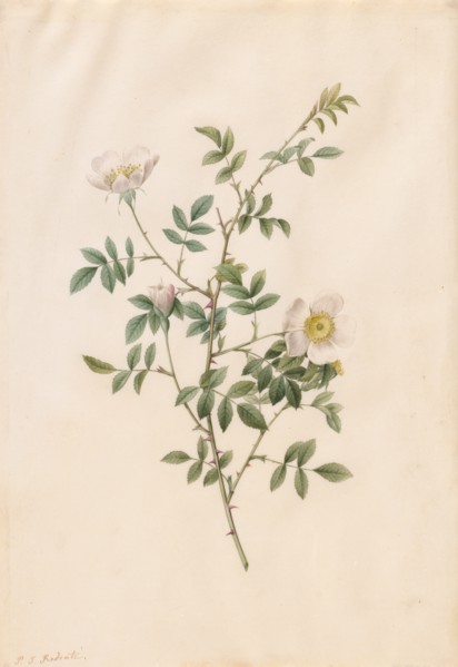 Brier Bush Rose or Dog Rose (Rosa Sepium Rosea), 1817-1824. Creator: Henry Joseph Redouté (French, 1766-1853).