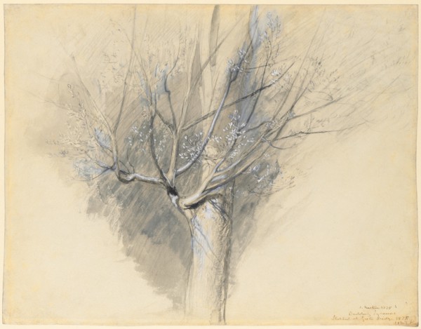 Budding Sycamore, c. 1876. Creator: John Ruskin (British, 1819-1900).