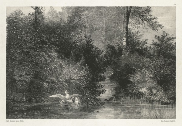 Canards (Ducks) . Creator: Karl Bodmer (Swiss, 1809-1893).