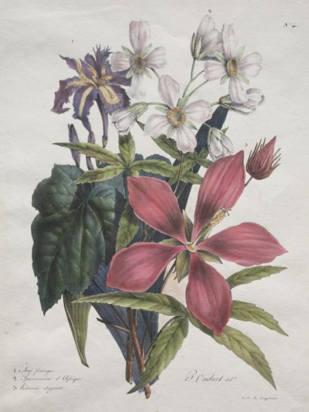 Cours dHistoire Naturelle, contenant les principales espèces du règne animal?, 1825. Creator: Godefroy Engelmann (French, 1788-1839).