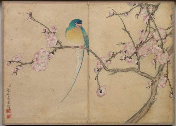 Desk Album: Flower and Bird Paintings (Bird with Plum Blossoms), 18th Century. Creator: Zhang Ruoai (Chinese).