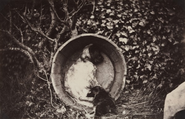 Dog and Puppy in Barrel, late 1870's. Creator: Auguste Giraudon's Artist (French).