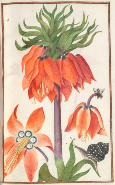 Florilegium: (page 19 recto) orange fritillaria imperialis (crown imperial) , 1608. Creator: Unknown.