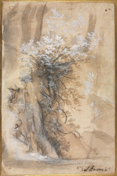 Flowering Bush above an Eroded Bank, 1565-1570. Creator: Federico Barocci (Italian, 1528-1612).