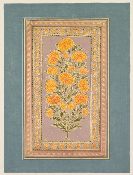 Flowering Marigold, c. 1765. Creator: Hunhar II (Indian, active mid-1700s), style of.