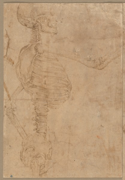 Half-Length Skeleton in Profile, early 1540s. Creator: Battista Franco (Italian, 1498?-1561).