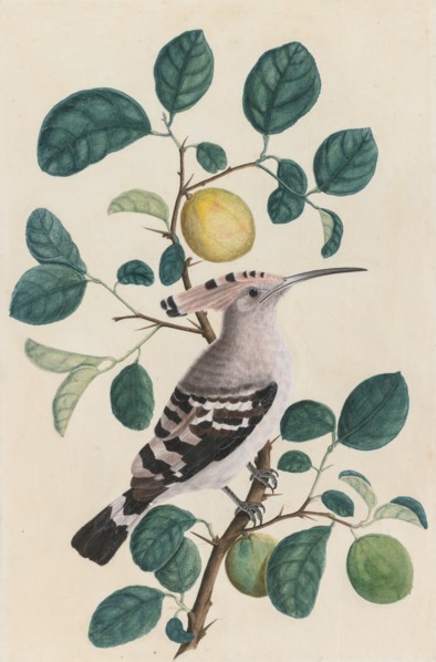 Hoopoe on a Citrus Tree Branch, c. 1800. Creator: Unknown.