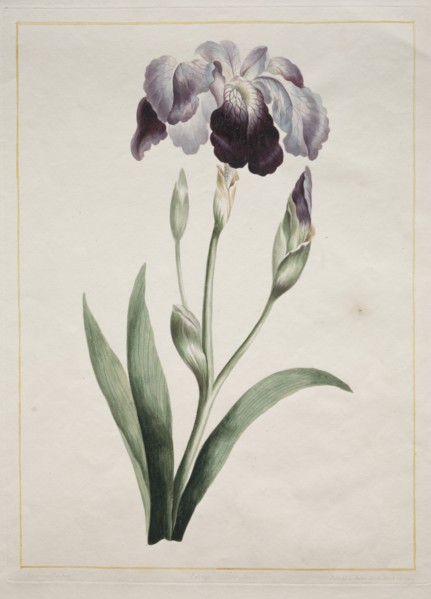Japanese Iris (Large Blue Iris), 1801. Creator: John Edwards (British).