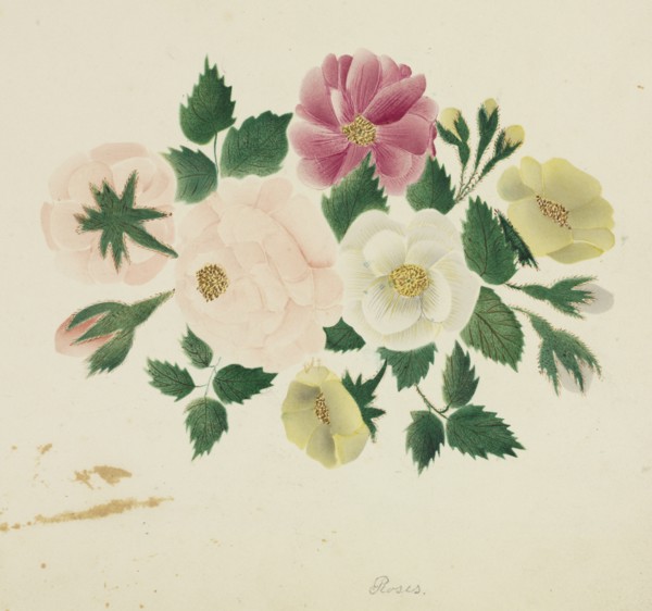 June Roses. Creator: Mary Altha Nims (American, 1817-1907).