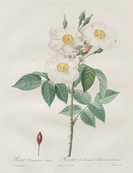 Les Roses: Rosa Damascena, subalba, 1817-1824. Creator: Henry Joseph Redouté (French, 1766-1853).