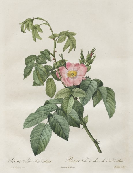 Les Roses: Rosa Villosa Terebenthina, 1817-1824. Creator: Henry Joseph Redouté (French, 1766-1853).