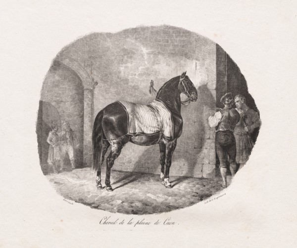 Lithographed Studies of Horses: Pl. 7, Horse from the Caen Plain , 1822. Creator: Théodore Géricault (French, 1791-1824); Gihaut.