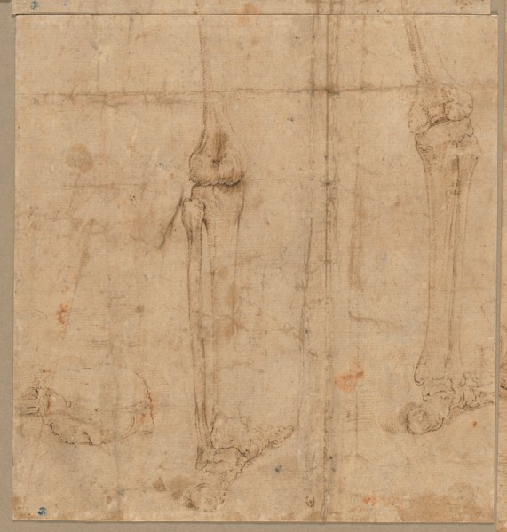 Lower Half of Skeleton from the Back, early 1540s. Creator: Battista Franco (Italian, c. 1510-1561).