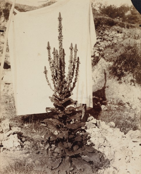 Mullein in Bloom, c. 1897-1899. Creator: Eugène Atget (French, 1857-1927).