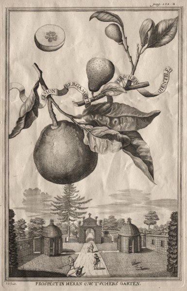 Nurnbergische Hesperides: Limon bergamotto personzin gientile, 1714. Creator: Joseph de Montalegre (Hungarian).