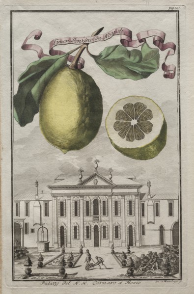 Nurnbergische Hesperides: No125 - Limon Ponzino da Neapoli. Palazzo del N. H. Cornaro à Fiesso, c170 Creator: Joseph de Montalegre (Hungarian); Johoann Christoph Volckamer (German).