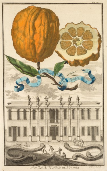 Nurnbergische Hesperides: No185 - Aranzo Striato dolce. Palazzo del N. H. Fonte in Noventa, c1708. Creator: Joseph de Montalegre (Hungarian); Johoann Christoph Volckamer (German).