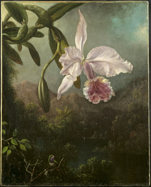 Orchid Blossoms, 1873. Creator: Martin Johnson Heade (American, 1819-1904).