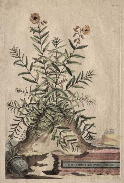 Phytographia Curiosa: Cistus Minor Rosmarini-Folius. Creator: Abraham Munting (Dutch, 1626-1683).