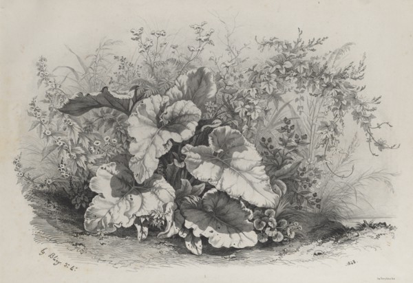 Plant Study from Group of Various Plants Drawn and Lithographed after Nature..., 1848. Creator: Eugene Bléry (French, 1805-1886).