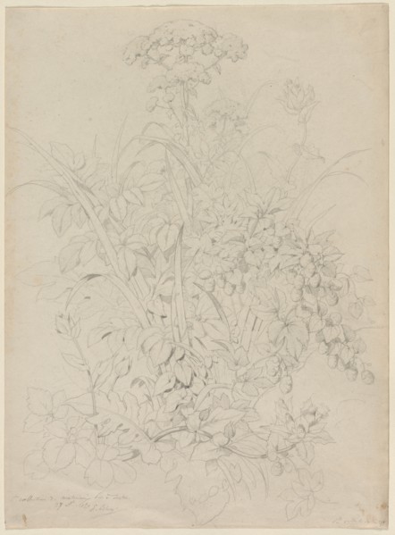 Plant Study, 1857. Creator: Eugene Bléry (French, 1805-1886).