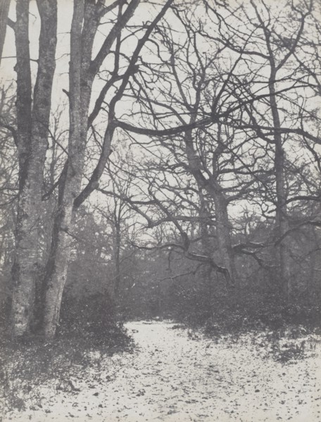 Road in the Forest, 1860-1863. Creator: Eugène Cuvelier (French, 1837-1900).