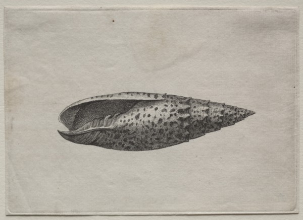 Shells: Mitra papalis L, c. 1640s. Creator: Wenceslaus Hollar (Bohemian, 1607-1677).