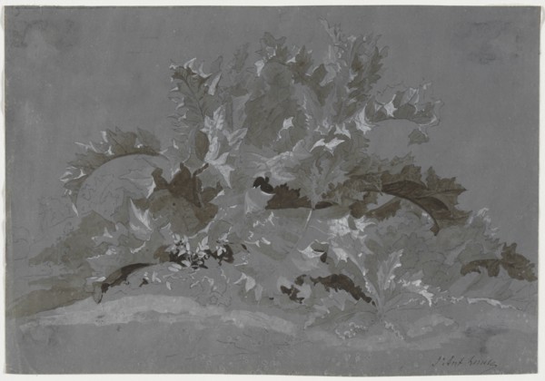 Study of Weeds, 1800-1850. Creator: Jean Antoine Linck (Swiss, 1766-1843).