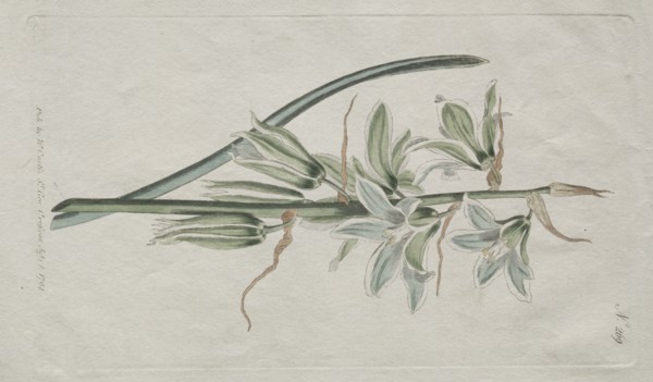 The Botanical Magazine or Flower Garden Displayed: Star of Bethlehem, 1794. Creator: William Curtis (British, 1746-1799).