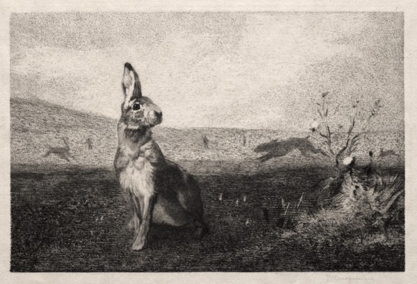 The Hare (after A. de Balleroy), 1865. Creator: Félix Bracquemond (French, 1833-1914).