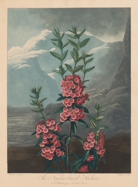 The Temple of Flora, or Garden of Nature: The Narrow-leaved Kalmia, Mountain Laurel, 1804. Creator: Robert John Thornton (British, 1768-1837).