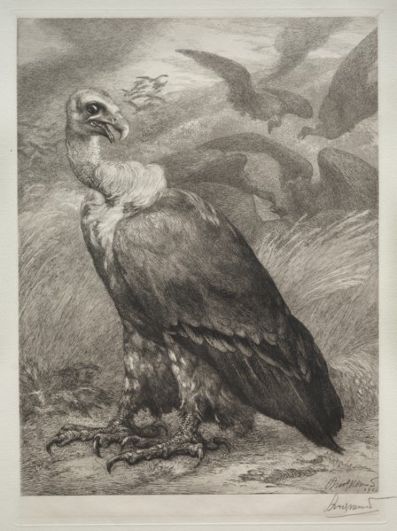 The Vulture, 1904. Creator: Félix Bracquemond (French, 1833-1914); Emil Dolot (Société des amis de l'estampes français).