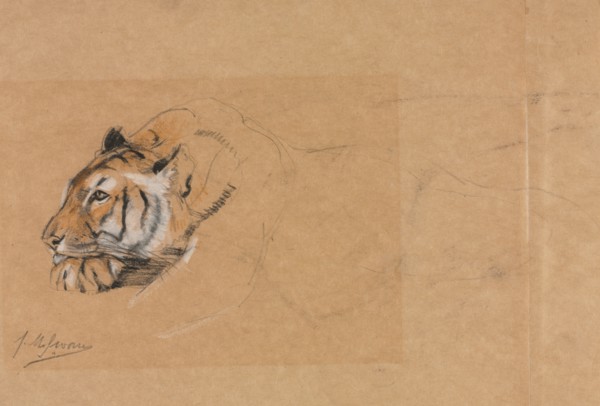 Tiger. Creator: John Macallan Swan (British, 1847-1910).