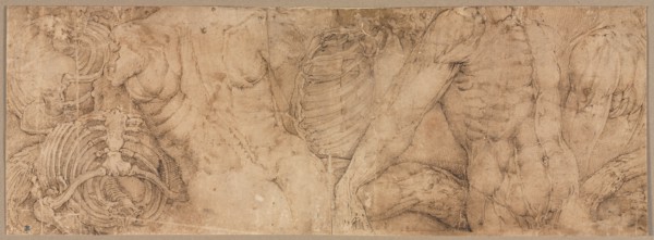 Torsos with Rib Cages, early 1540s. Creator: Battista Franco (Italian, c. 1510-1561).